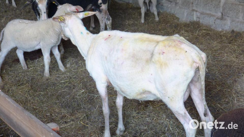Das geschorene Schaf, das sich jetzt wieder wohlfühlt. Bild: sl