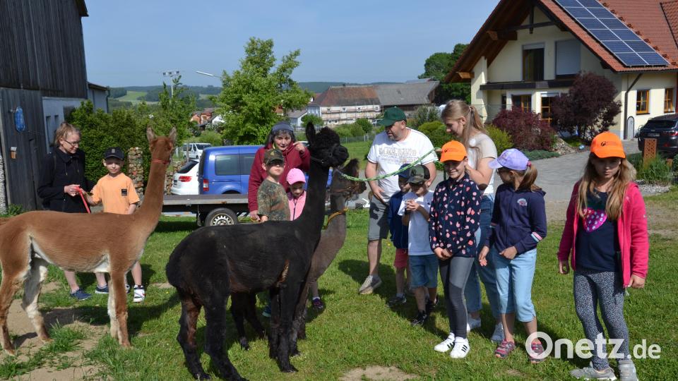 Die Kinder der Ferienbetreuung hatten ihre helle Freude mit den Alpakas des Konraden-Hofes. Bild: gi