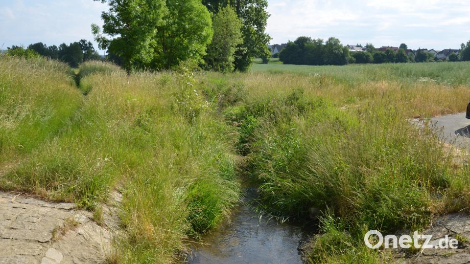 Gewässerrandstreifen prägen das Landschaftsbild und sind ein Teil dessen. Sie sind Lebens- und Rückzugsraum für viele Tiere im und am Gewässer.