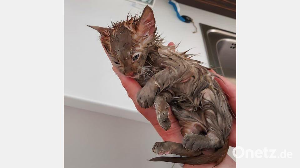 Der Kater nach der Rettung. Bild: Freiwillige Feuerwehr Bergham