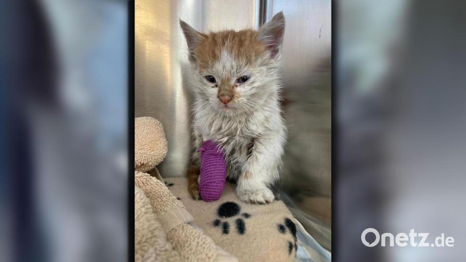 Ein kleines Kätzchen ist aus einem Kanalrohr gerettet worden. Bild: Freiwillige Feuerwehr Bergham