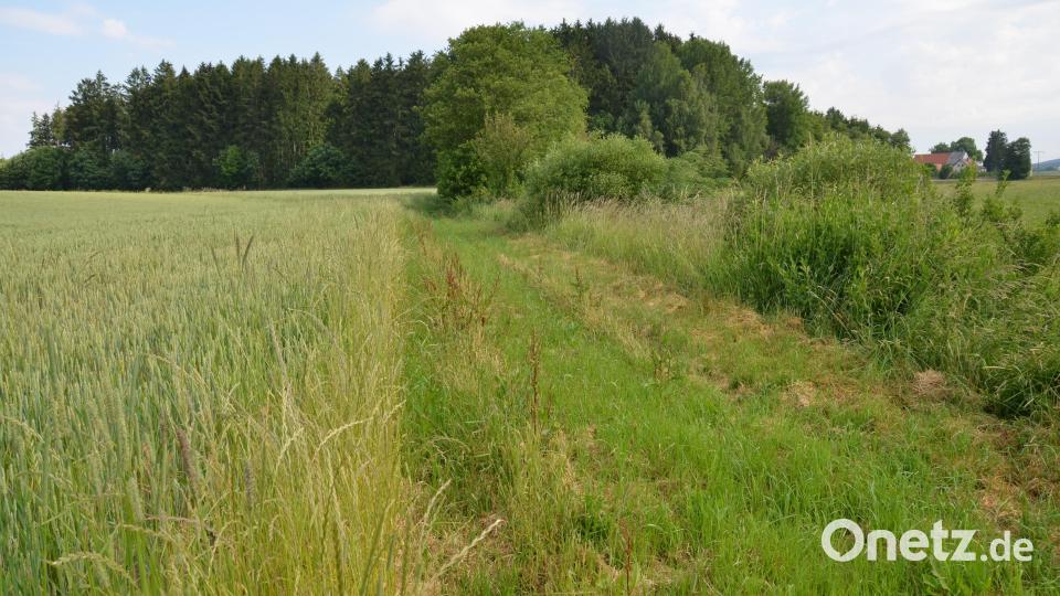 Zwischen Neumühle und Arnmühle an der Lerau ist der eingehaltene Gewässerrandstreifen hin zum Getreidefeld sehr schön zu erkennen. Bild: dob