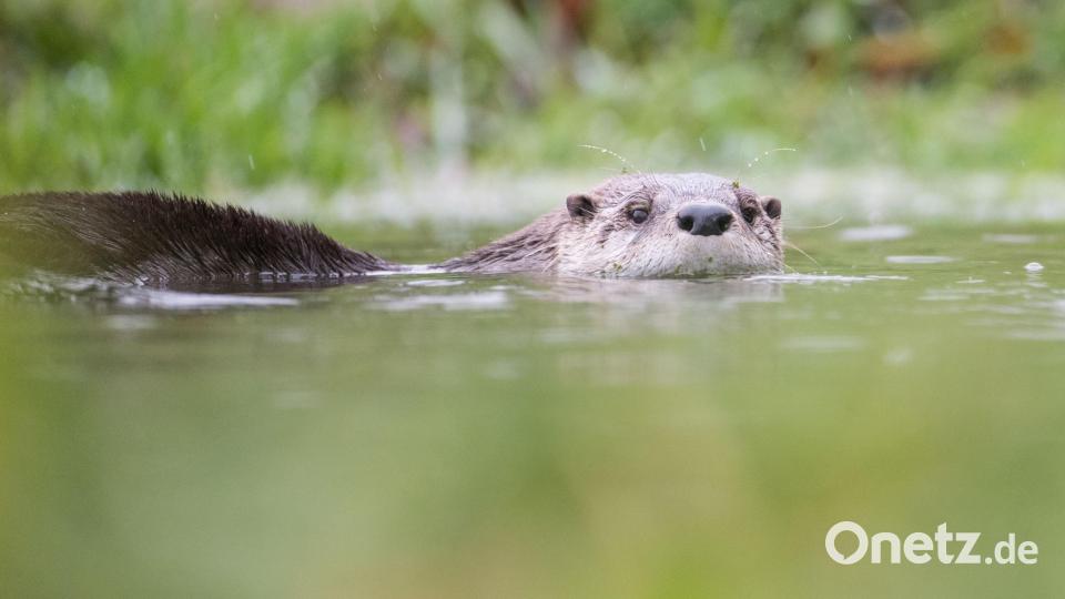 Der Fischotter bereitet den Teichwirten am meisten Sorgen. Symbolbild: Lino Mirgeler/dpa
