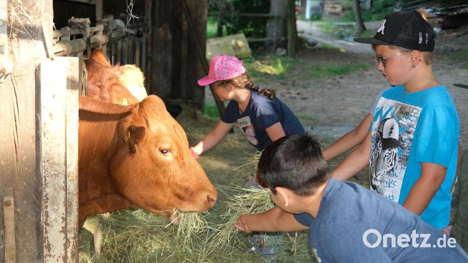 Auf dem &quot;Schmied-Hof&quot; in Brudersdorf hält das Ehepaar Daniela und Georg Schönberger Mutterkühe, die die Kinder füttern durften. Bild: Hirsch