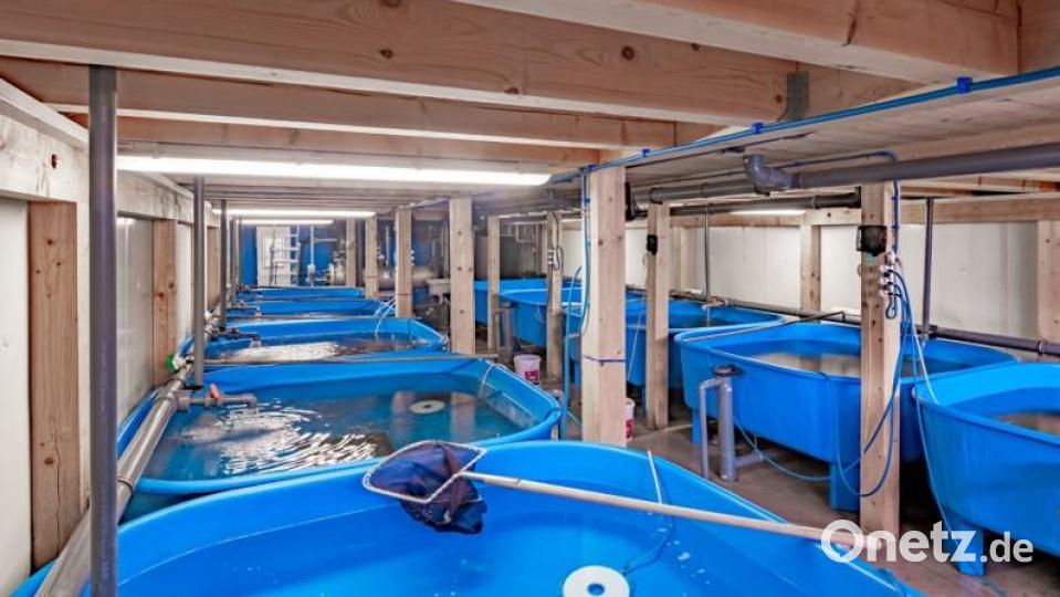 Die Indoor-Teichanlagen der Familie Stier. Damit hat sie "eine gewisse Betriebssicherheit". Bild: Josef Stier/exb