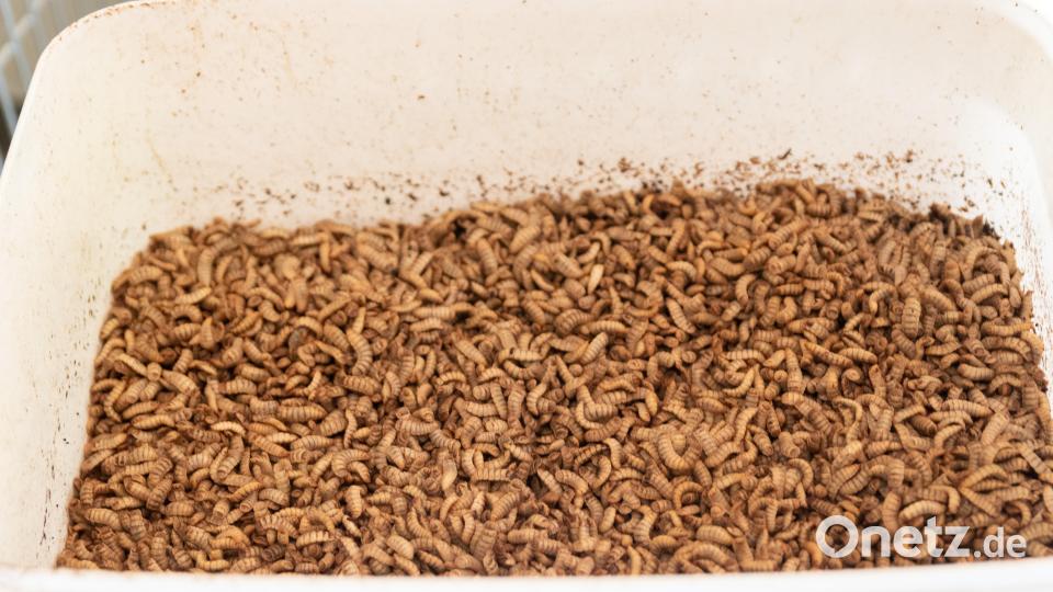 Im Betrieb von Alfred Stier bekommen die Fische Maden (Insektenlarven) als Nahrung. Bild: Susanne Forster