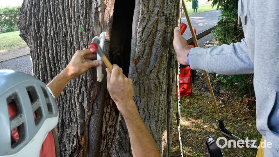 Spezielle Sensoren werden in der Stamm geschlagen: Sie erlauben den Fachleuten einen Blick ins Innere des Baums. Bild: Petra Hartl