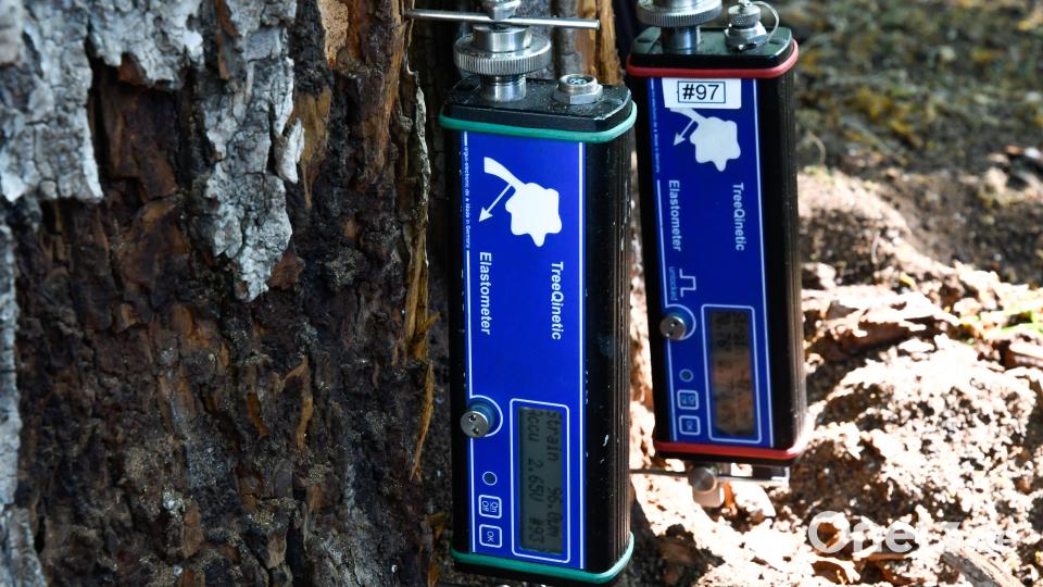 Moderne Technik hilft bei der Beurteilung, ob ein Baum noch sicher steht und ob Windbruchgefahr besteht. Bild: Petra Hartl