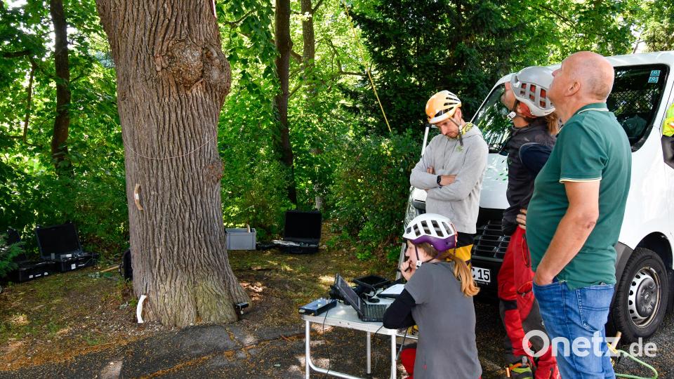 Michael Berschneider (rechts), Baumkontrolleur bei der Stadt Amberg, schaut bei den drei Experten von der Baum-Sachverständigen-Firma vorbei. Bild: Petra Hartl