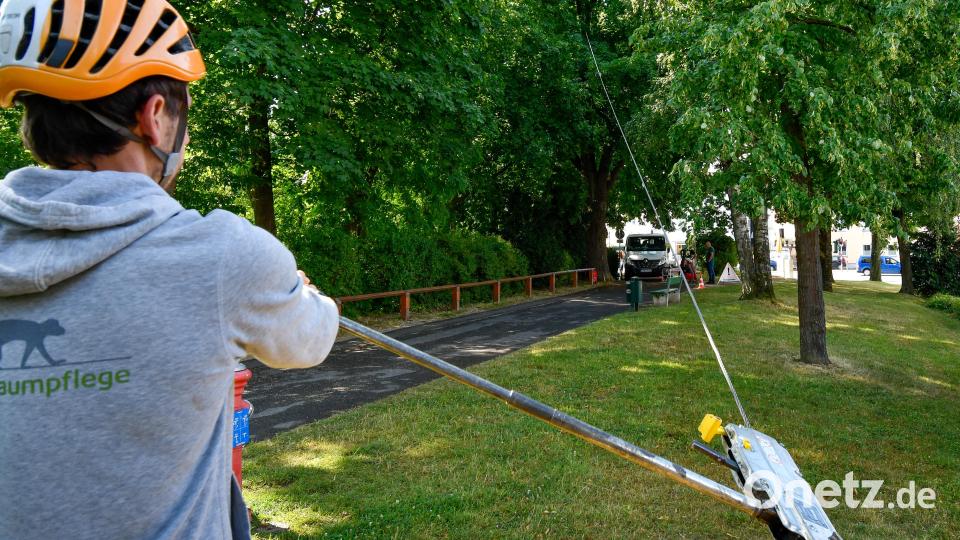 Ein ungewöhnlicher Anblick auf der Amberger Allee: Experten haben hier am Mittwochvormittag per Seilzug eine alte Linde auf Spannung gebracht, um ihre Standfestigkeit zu prüfen. Bild: Petra Hartl