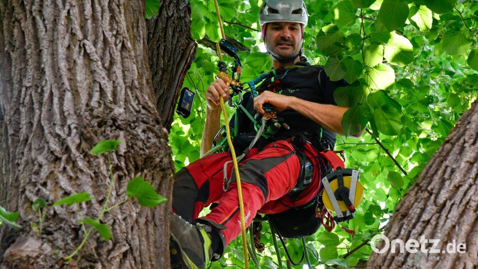 Baumkletterer sieht man auf der Amberger Alle öfter – diesmal ging&#039;s dabei aber nicht um den Rückschnitt von Ästen, sondern um einen genauen Baum-Check. Bild: Petra Hartl