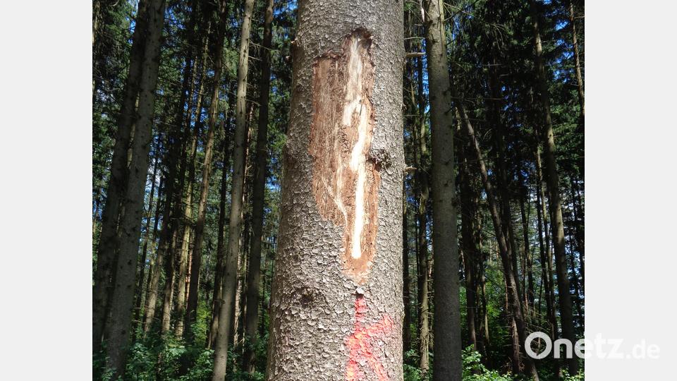 Unter dieser Rinde findet man alle Entwicklungsstadien des Borkenkäfers. Bild: amö