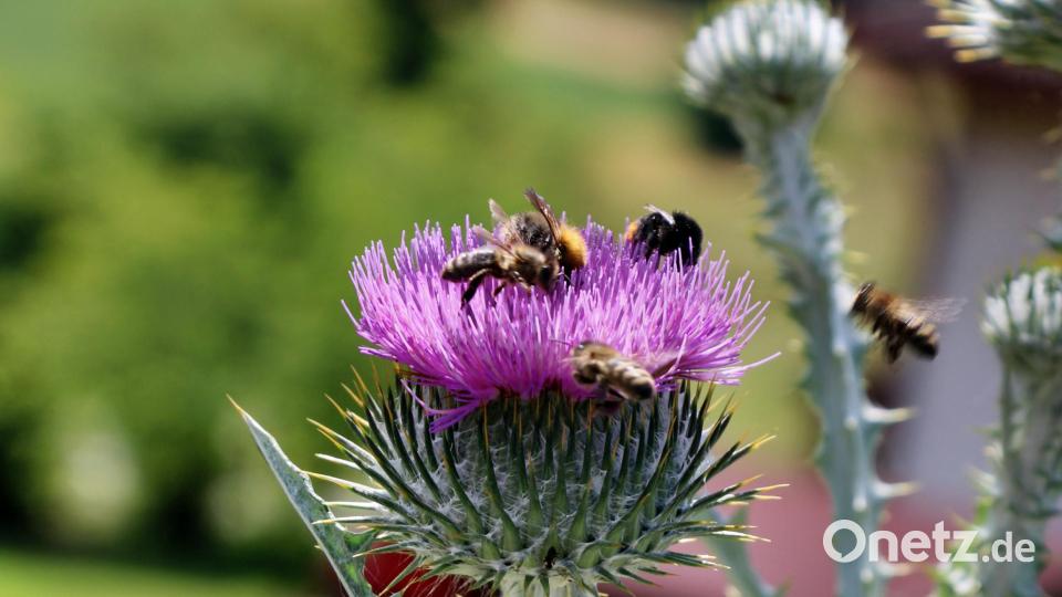 Die lilafarbenen Blüten der Riesendistel locken Bienen und andere Insekten an. Bild: ds