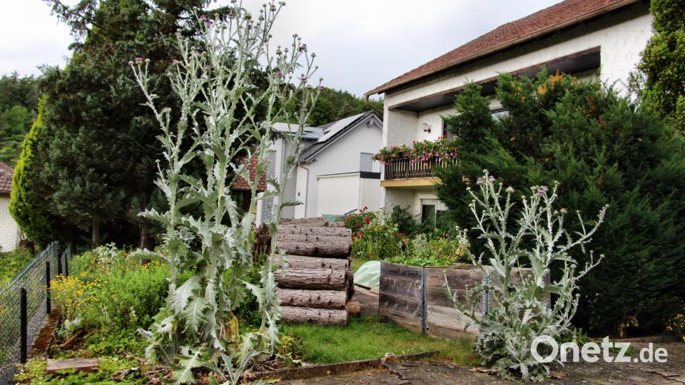 Wanderern auf dem Weg durch Gerhardsberg fällt die Riesendistel sofort ins Auge. Bild: ds