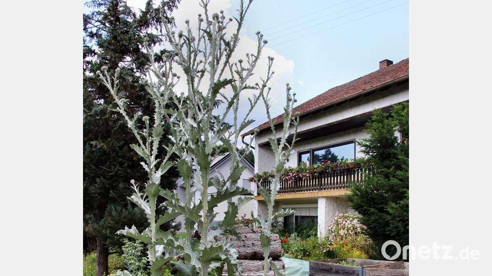 Die Esel- oder Riesendistel misst zurzeit 3,24 Meter. Bild: ds