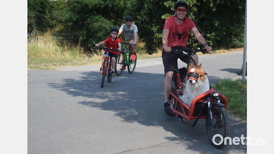 Hund läuft bei der Hitze nicht. Er lässt sich fahren. Bild: fz