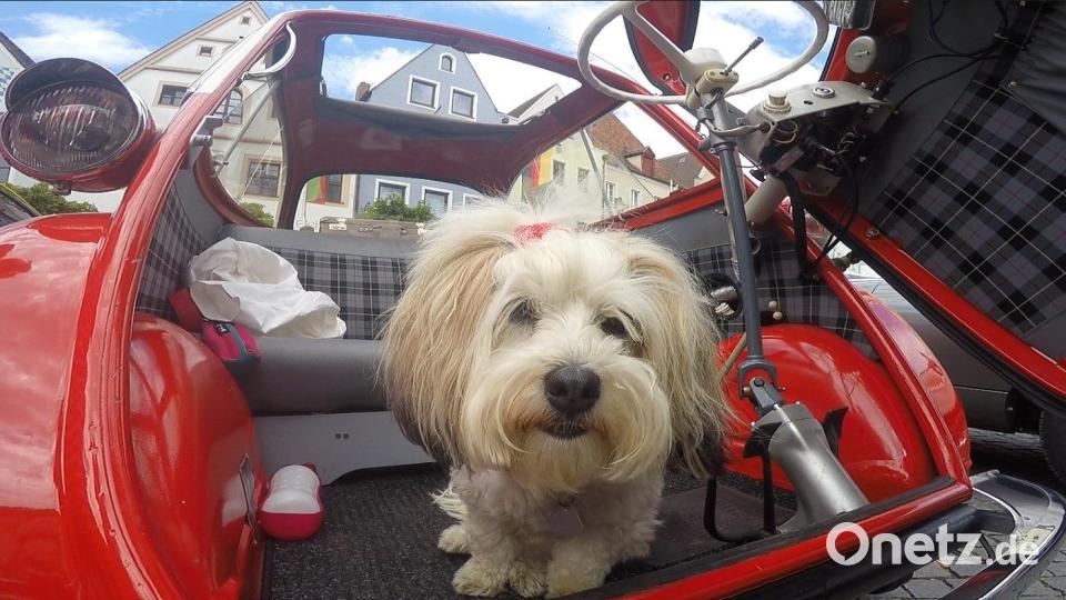 Dieser Hund fühlt sich in einer Isetta wohl... Bild: Kunz