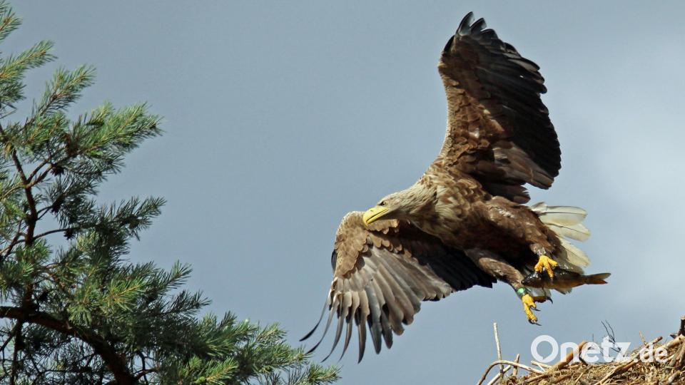Der Seeadler hat die Rufe seines auf einem benachbarten Baum gelandeten Nachwuchses gehört und dreht ab. Den erbeuteten Fisch hat er dabei. Ein rares Foto, aufgenommen im östlichen Kreis Amberg-Sulzbach. Bild: Hans Heimler/exb