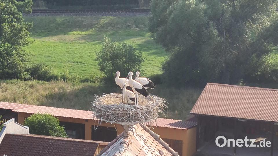 Die vier Jungstörche waren die heimlichen Stars auf dem Pfarrfest. Vom Kirchturm war ihr Horst schön zu betrachten. Bild: sne