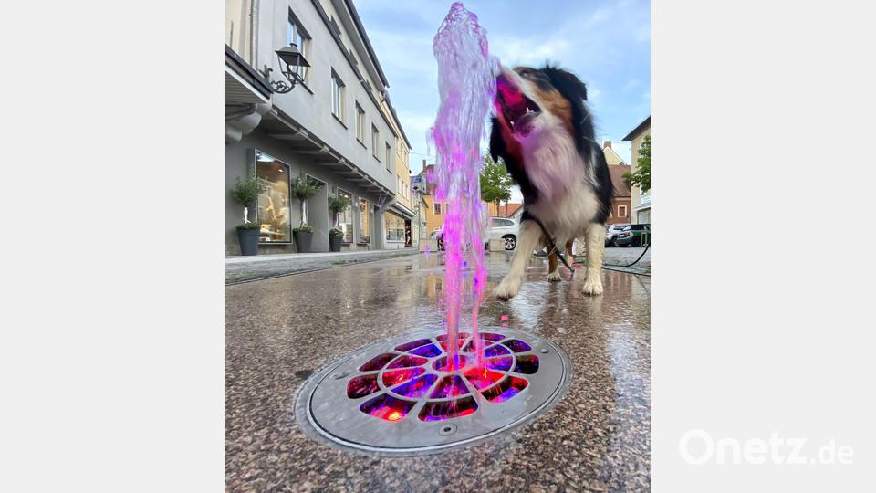 Kenai ist ein Corona-Hund. Er hat es gut, er wird ausgebildet und darf bei seiner Familie bleiben. Bild: upl