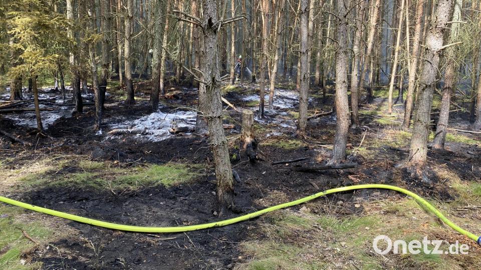Im Waldstück zwischen Grenzübergang Waldsassen-Eger und Asia-Markt geriet eine rund 300 Quadratmeter große Fläche in Brand. Bild: Feuerwehr Waldsassen/exb