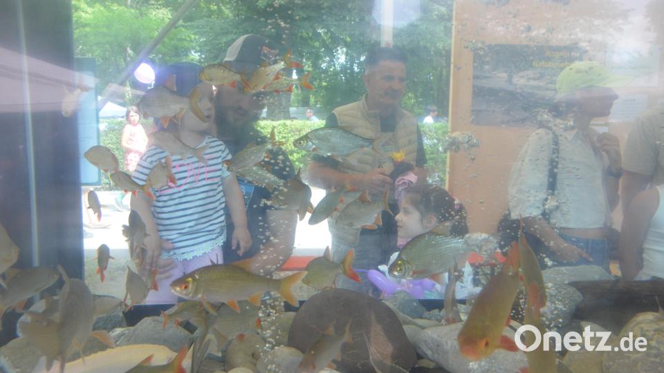 Fischaquarium des Angelsportvereins. Bild: Kunz