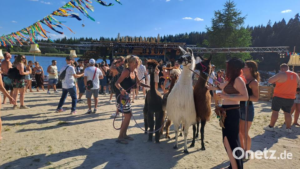 Alpakas luden zum Spazierengehen ein. Bild: gis