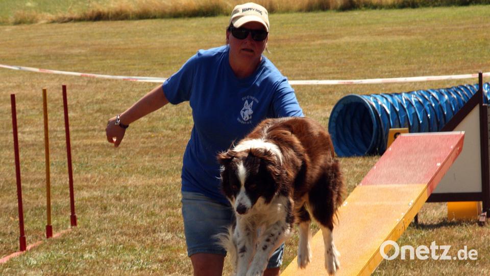 Beim Jubiläumsfest des Schäferhundevereins Weiden zeigen Mensch und Tier, welche Übungen sie gemeinsam einstudiert haben. Bild: R. Kreuzer