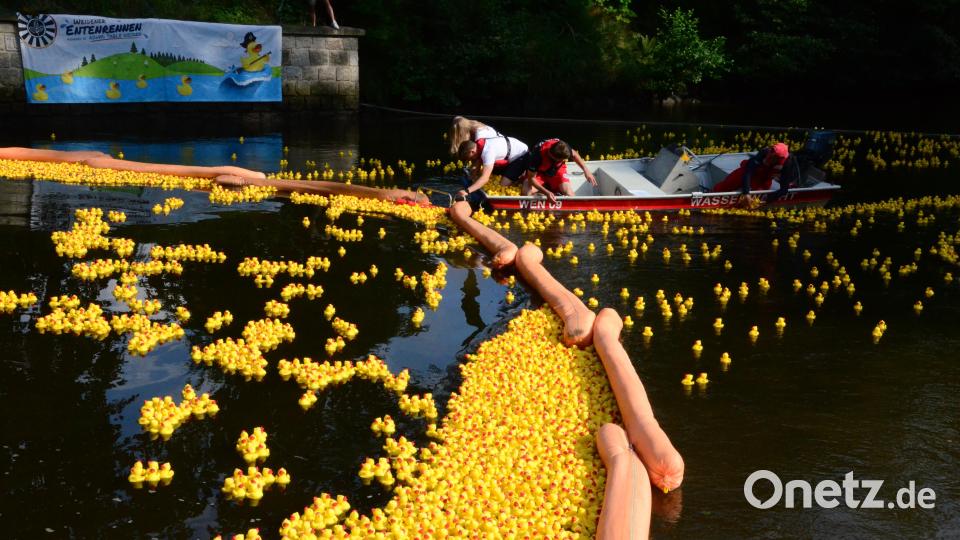 Das Entenrennen auf dem Weidener Flutkanal 2023: In diesem Jahr schlüpften einige Enten sogar unter der Absperrung hindurch. Die Helfer mussten sie wieder einfangen. Bild: Kunz
