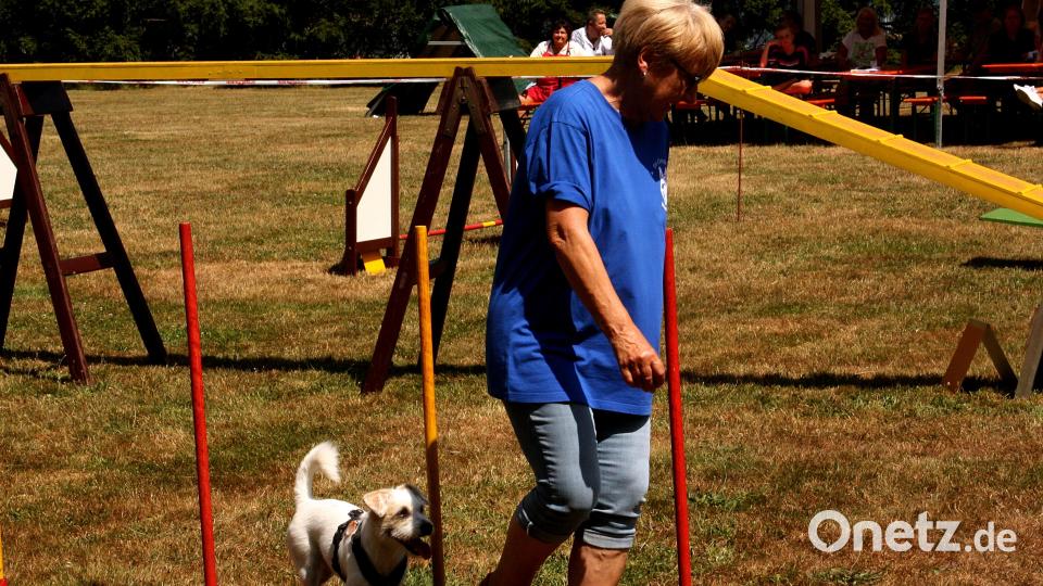 Beim Jubiläumsfest des Schäferhundevereins Weiden zeigen Mensch und Tier, welche Übungen sie gemeinsam einstudiert haben. Bild: R. Kreuzer