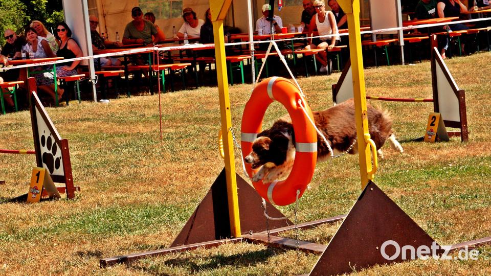 Ab durch die Mitte: Beim Jubiläumsfest des Schäferhundevereins Weiden zeigen Mensch und Tier, welche Übungen sie gemeinsam einstudiert haben. Bild: R. Kreuzer