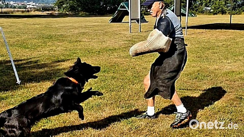 Beim Jubiläumsfest des Schäferhundevereins Weiden zeigen Mensch und Tier, welche Übungen sie gemeinsam einstudiert haben. Bild: R. Kreuzer
