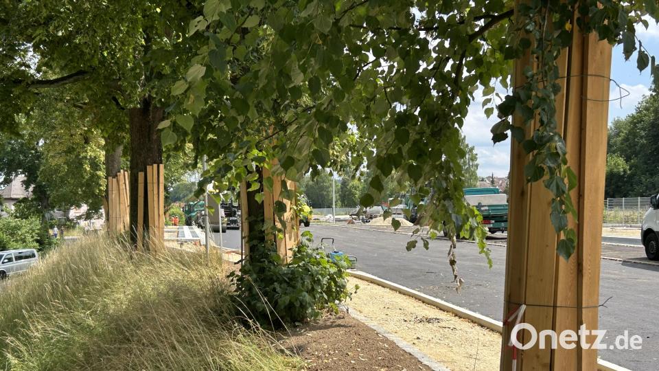 Manschetten aus Holzbrettern gaben den Bäumen in der Bahnhofsstraße einen zusätzlichen Schutz vor Beschädigungen durch Baumaschinen. Bild: Andreas Royer
