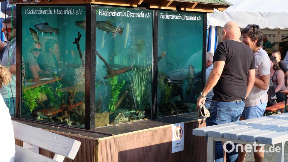 Im vereinseigenen großen Schauaquarium beobachten die Besucher und vor allem die Kinder das Leben der verschiedenen einheimischen Fischarten unter Wasser. Bild: wlr