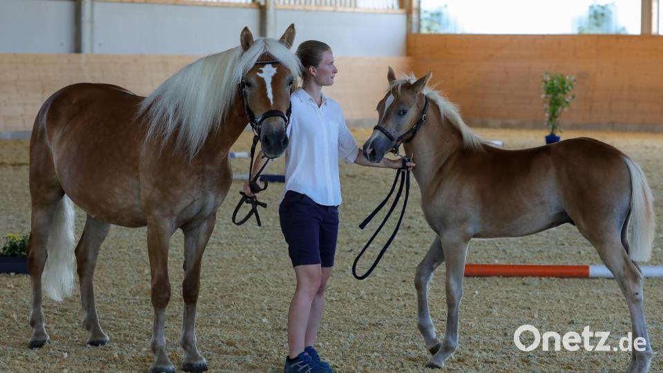 Typisch Haflinger: Die &quot;Semmelfarbe&quot; mit weißer Mähne und Schweif. Bild: Wolfgang Steinbacher