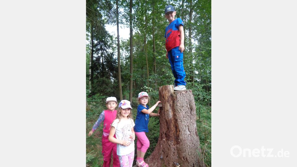 Auch heuer bietet das Kinderhaus Steinwaldzwerge im Ferienprogramm wieder eine Wanderung zum Waldsofa an. Archivbild: twg