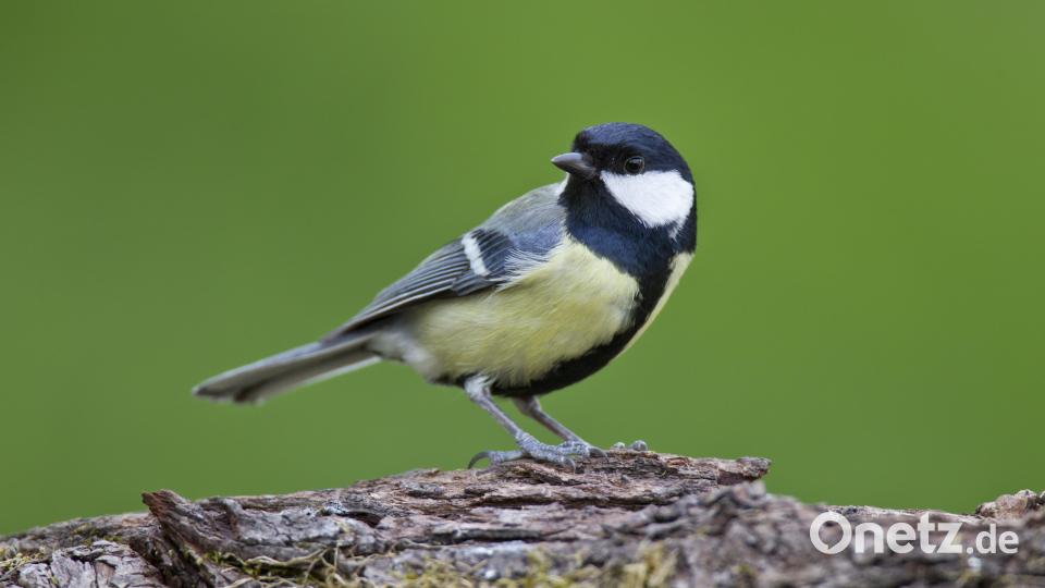 Mit einer App können die Senioren jetzt am Gesang erkennen, was für ein Vogel im Gebüsch oder auf dem Baum sitzt. Bild: Bosch Marcus