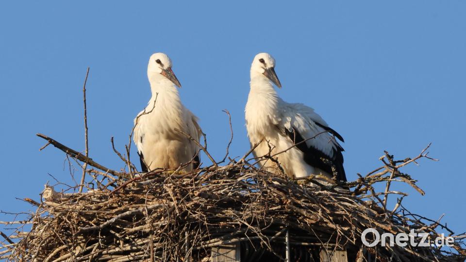 Die Jungstörche Flocke und Joshy blicken neugierig aus dem Horst. Grundschüler haben ihnen die Namen gegeben. Bild: bsc
