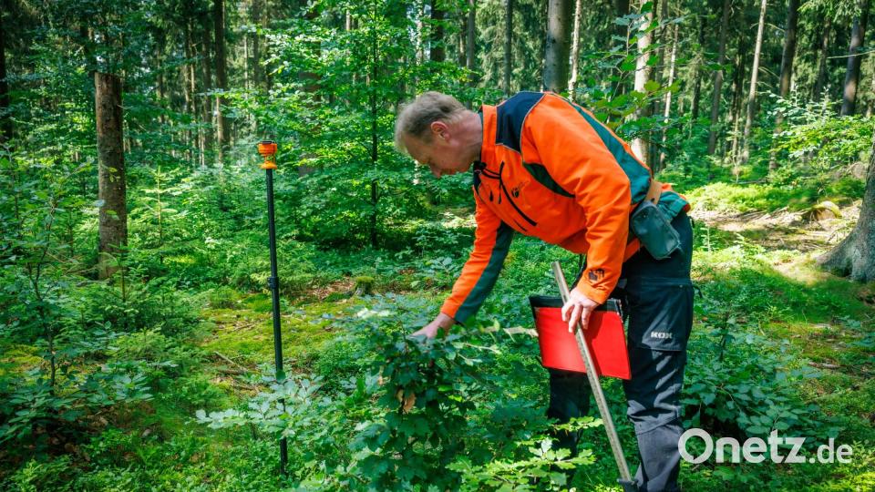 Ist die kleine Buche gesund? Thomas Daubner sucht nach Schäden. Bild: Martin Hertel/exb