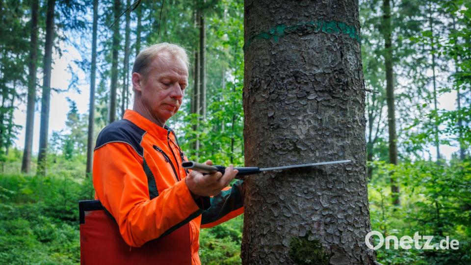 Thomas Daubner erfasst bei der Forstinventur den Durchmesser einer Fichte. Bild: Martin Hertel/exb