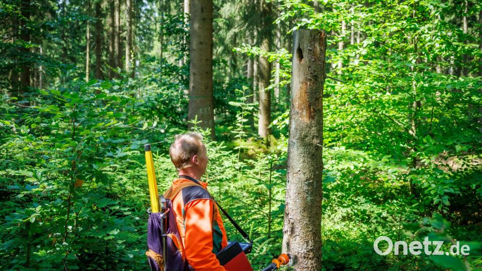 Wer wohnt denn da? Auch Biotopbäume mit Spechthöhlen werden bei der Forstinventur erfasst. Bild: Martin Hertel/exb