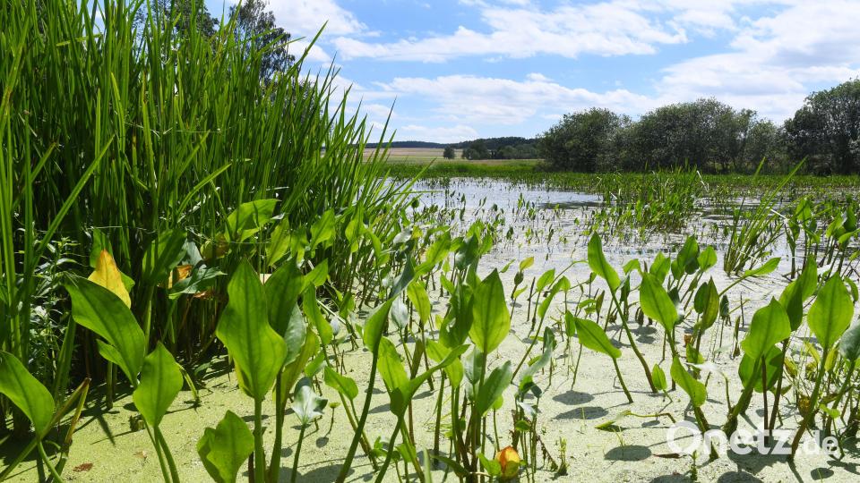 3. Station: In und um Weiden gibt es viele kartierte Biotope, hier ein Naturteich im Bereich Weiden-West. Bild: Gabi Schönberger