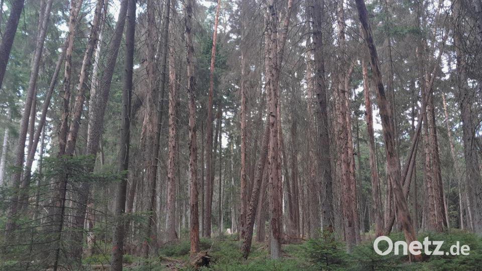 Im Kerngebiet der &quot;Moosloh&quot; in Weiden verbleiben die abgestorbenen Fichten als wertvolles Totholz auf der Fläche Bild: Raimund Pöllmann/Bayerische Staatsforsten/exb