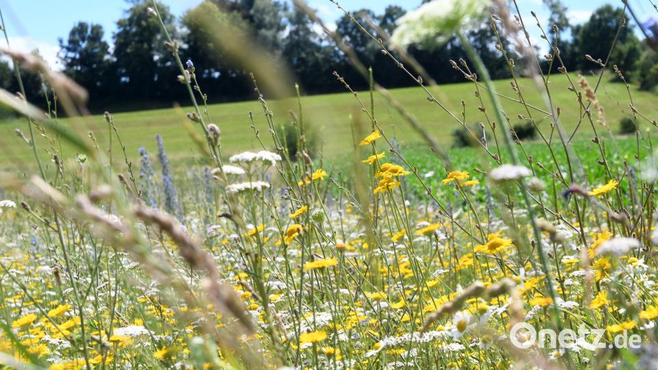 2. Station: Wer den Blick bei einer Radtour auf den Boden richtet, entdeckt viele Wildblumenwiesen, wie hier zwischen Latsch und der A93. Bild: Gabi Schönberger