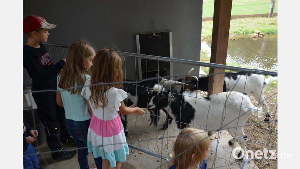 Die Ziegen lassen sich gerne von Hand füttern. Bild: dob