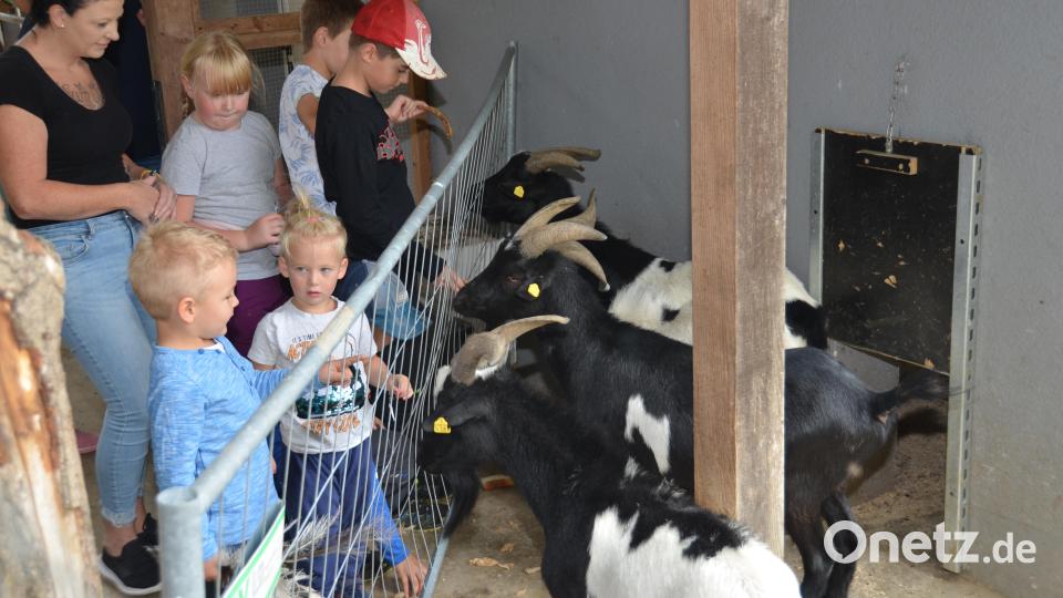 Die Ziegen freuen sich über die Leckerbissen aus den Kinderhänden. Bild: dob