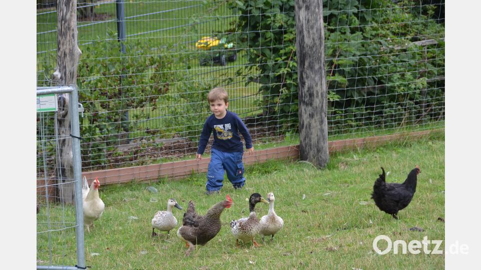 Auf der Hühnerjagd. Bild: dob