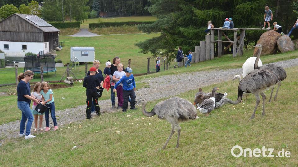 Die Nandus und Toulouser Gänse kommen ganz nah, um sich die Leckerbissen abzuholen. Bild: dob