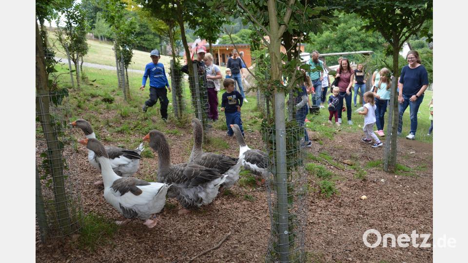 Die Toulouser Gänse suchen vor diesem Kinderansturm erst mal Zuflucht unter den Bäumen. Bild: dob