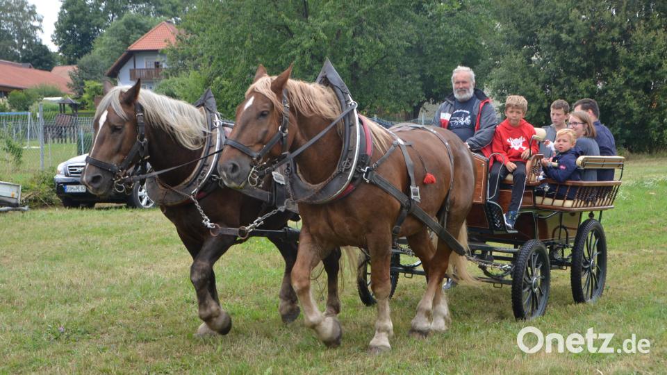 Diesen Tag mit den Pferden sehnen die Kinder lange herbei. Auch heuer wird Otto Peugler seine Pferde wieder für den Kinderferienprogrammnachmittag einspannen. Archivbild: dob